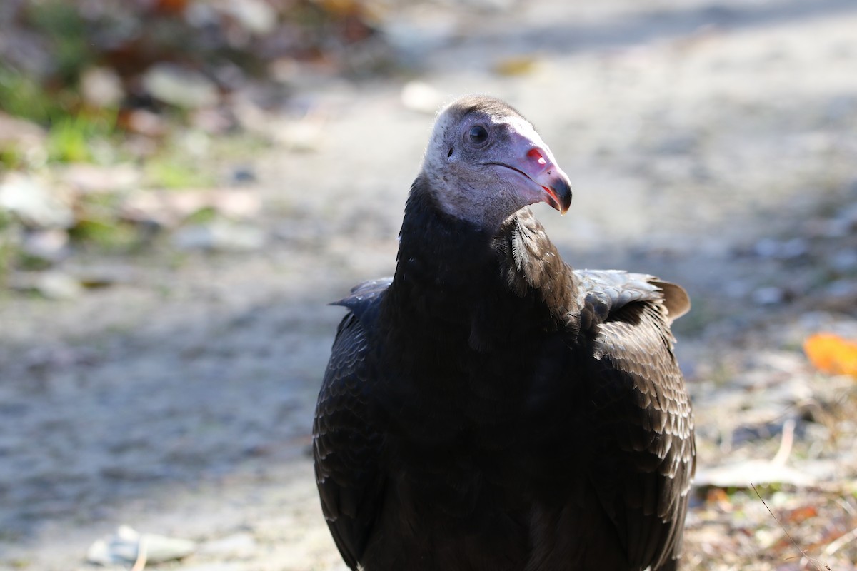 Turkey Vulture - ML279832451