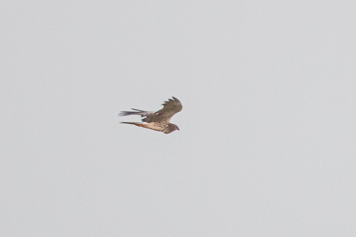 Pied Harrier - ML279832921