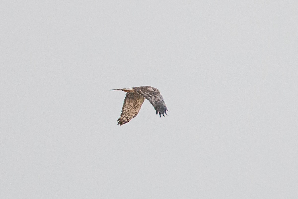 Pied Harrier - ML279832931