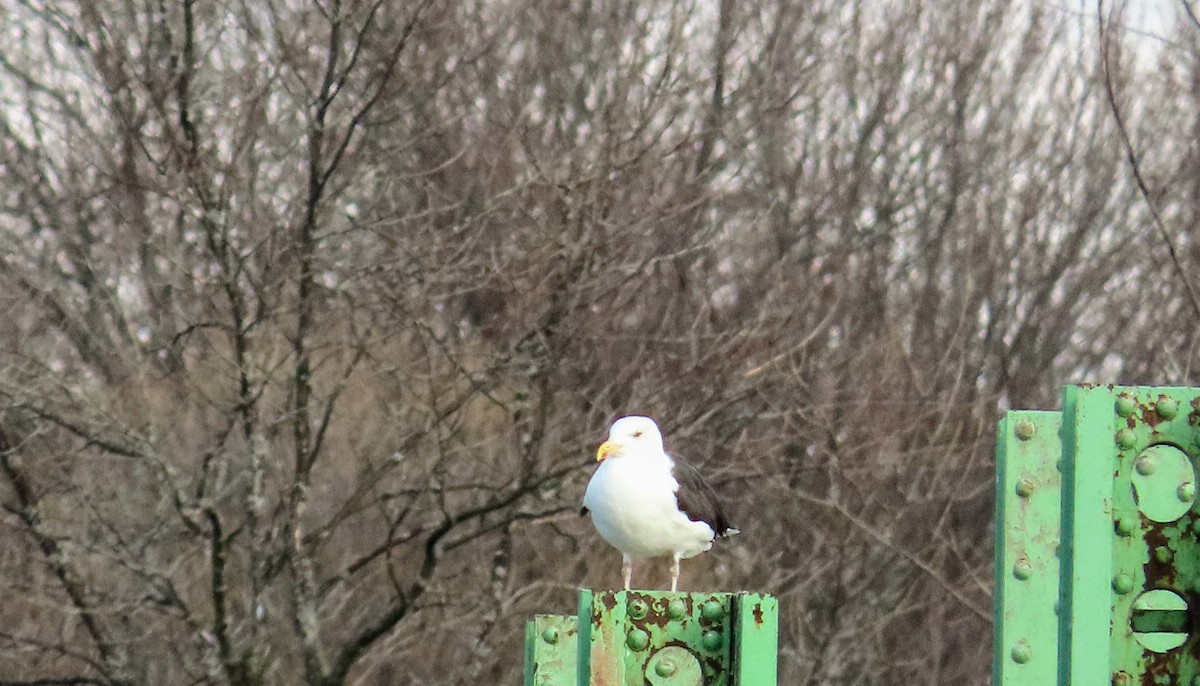 Great Black-backed Gull - ML279833491