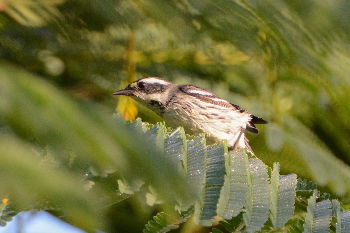 Black-throated Gray Warbler - ML279833871