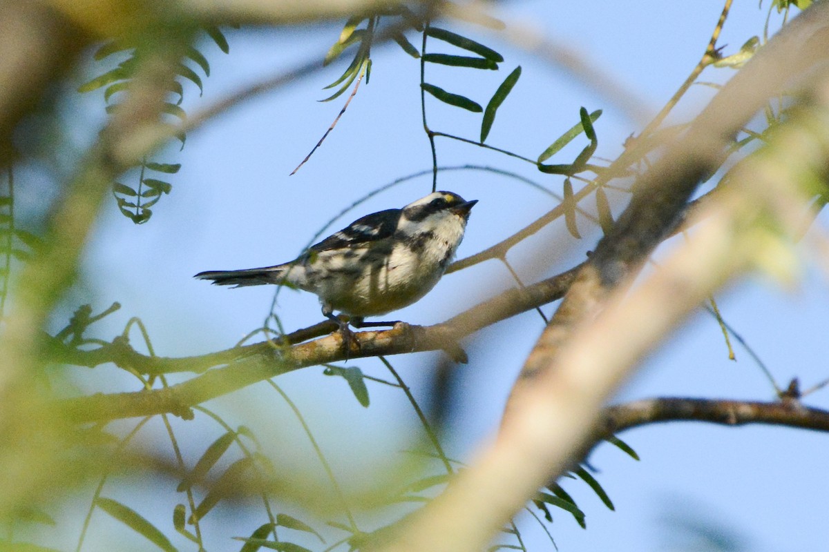 Black-throated Gray Warbler - ML279833881