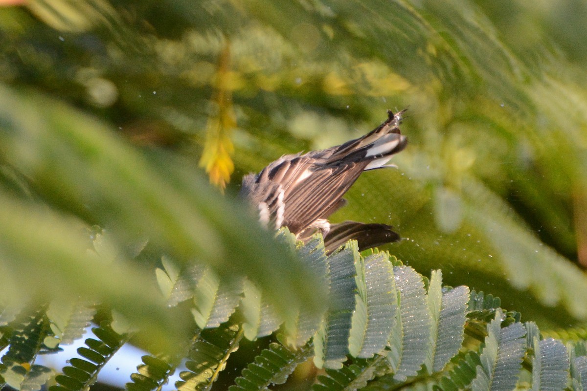 Black-throated Gray Warbler - ML279833891
