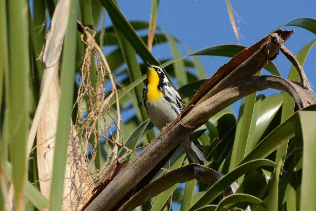 Yellow-throated Warbler - ML279833941