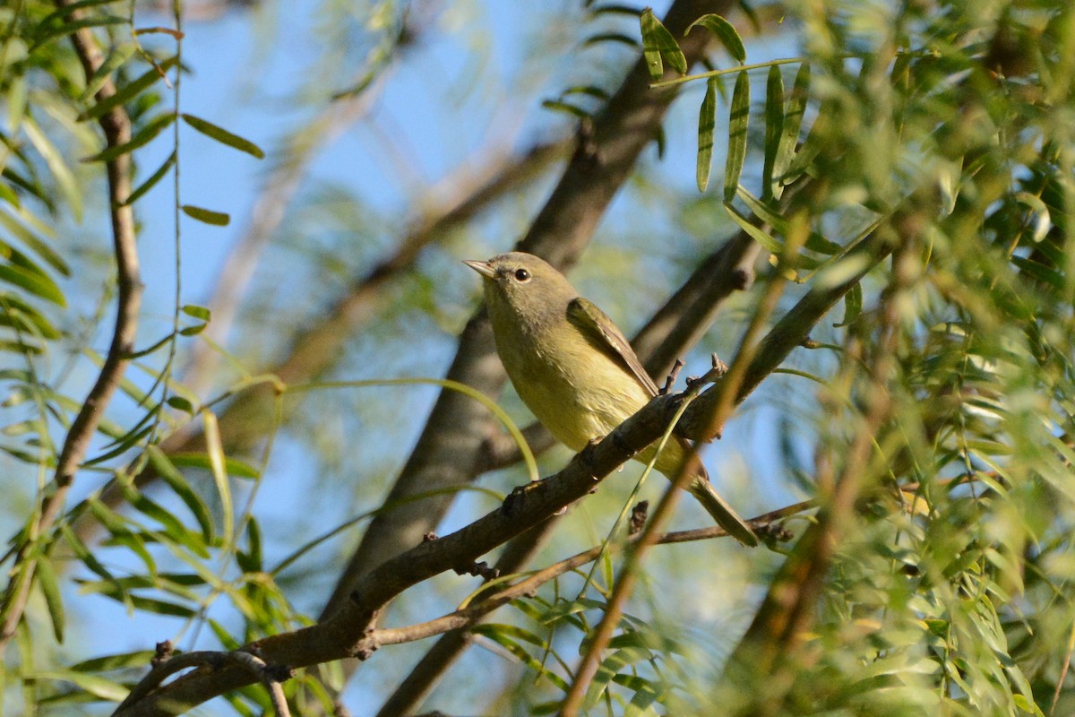 Orange-crowned Warbler - ML279833971
