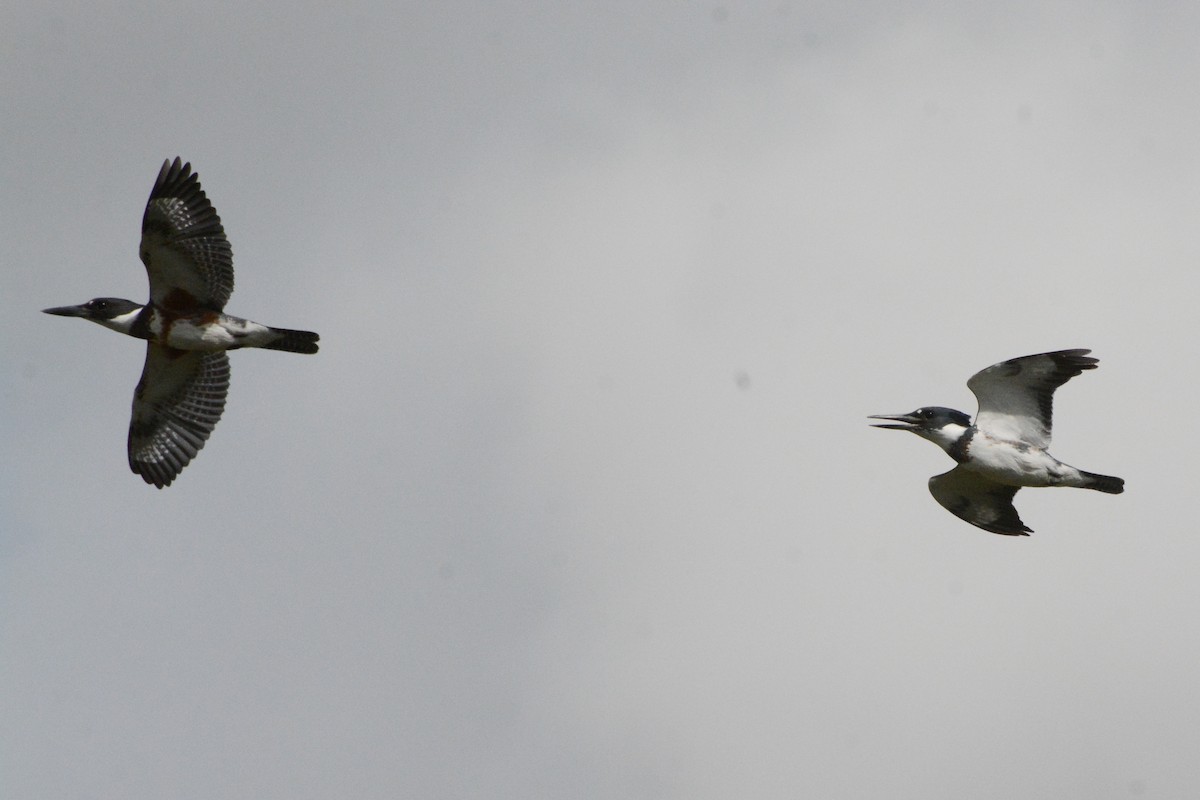 Belted Kingfisher - ML279834371