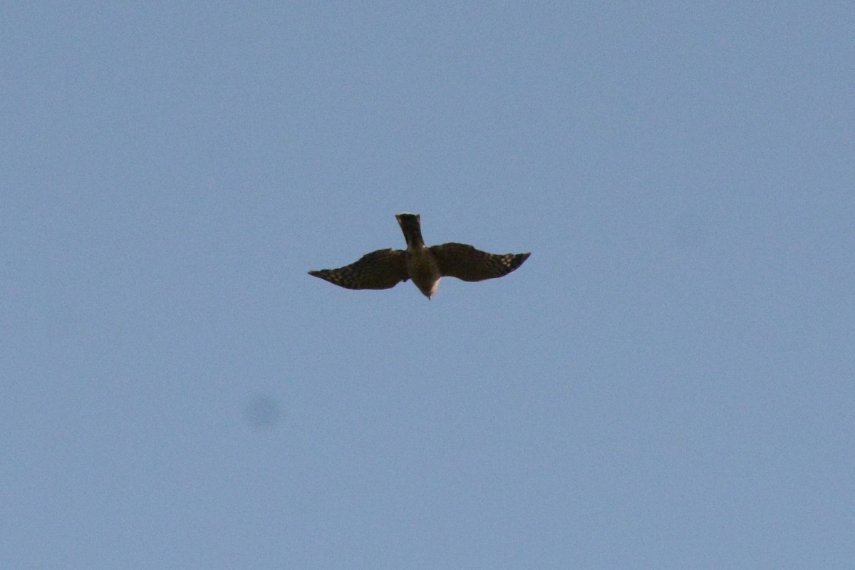 Sharp-shinned Hawk - ML279834381