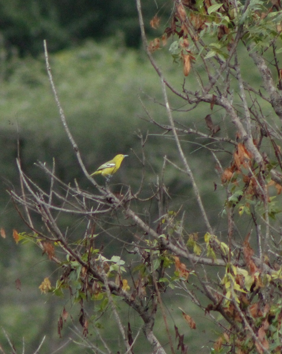 White-tailed Iora - ML279834941