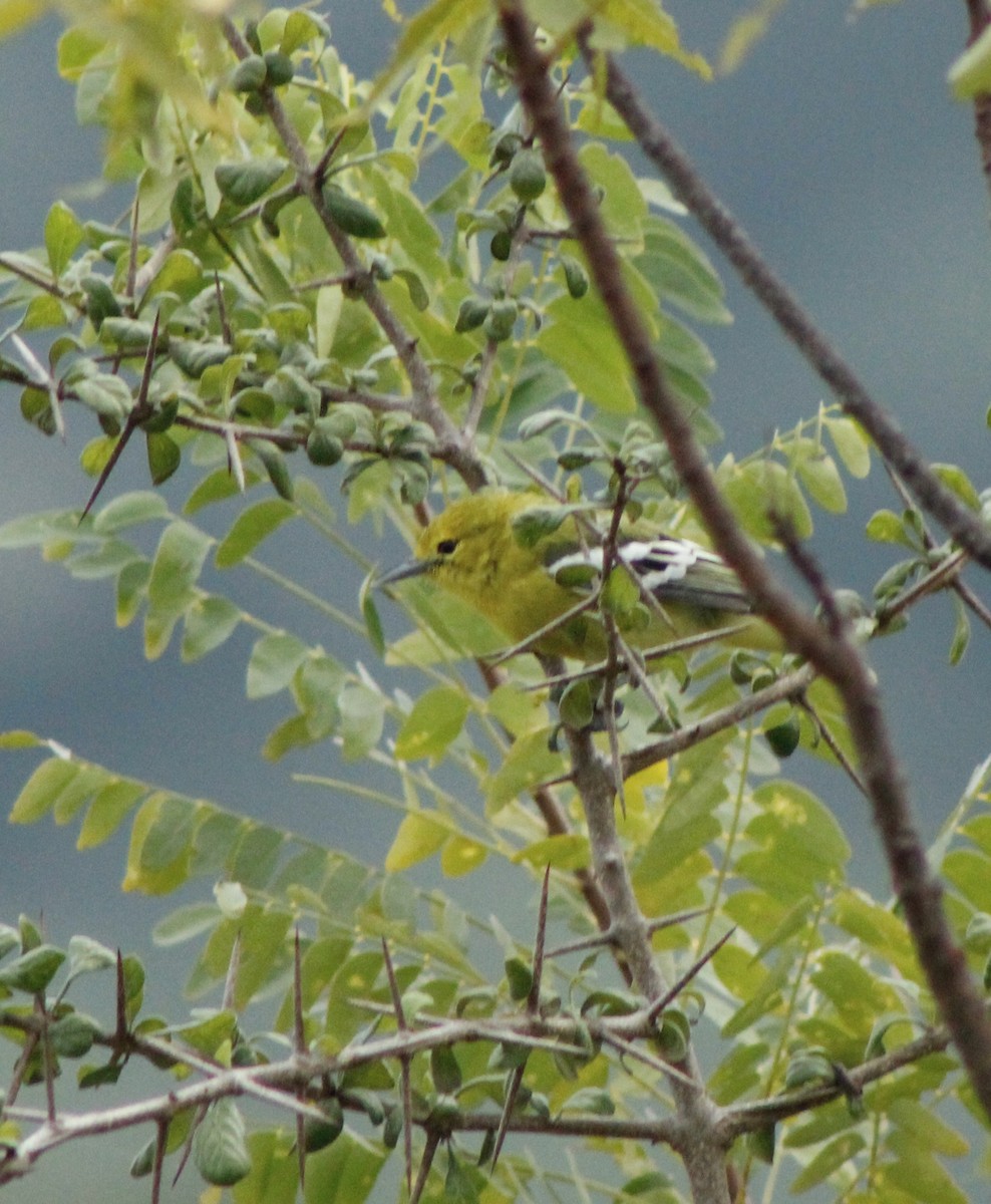 White-tailed Iora - ML279834951