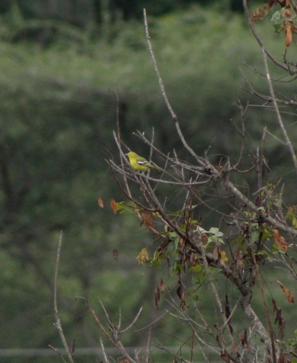 White-tailed Iora - ML279834961