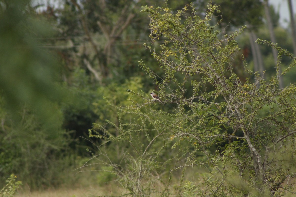 Bay-backed Shrike - ML279834981