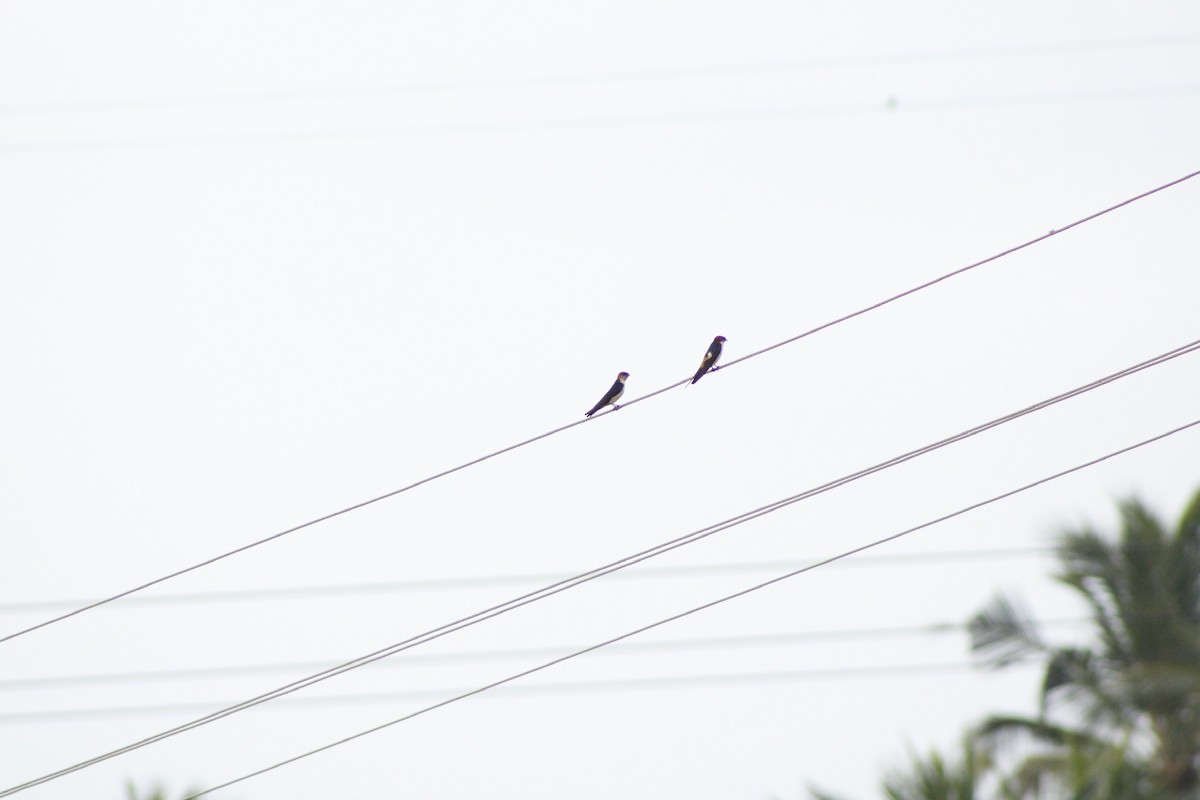 Eastern Red-rumped Swallow (Daurian) - ML279835051