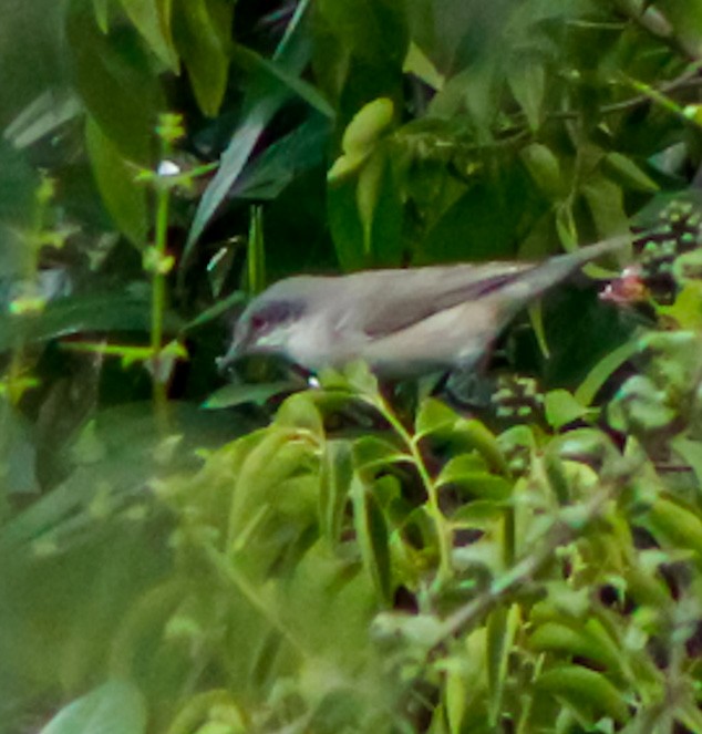 Lesser Whitethroat - ML279835161