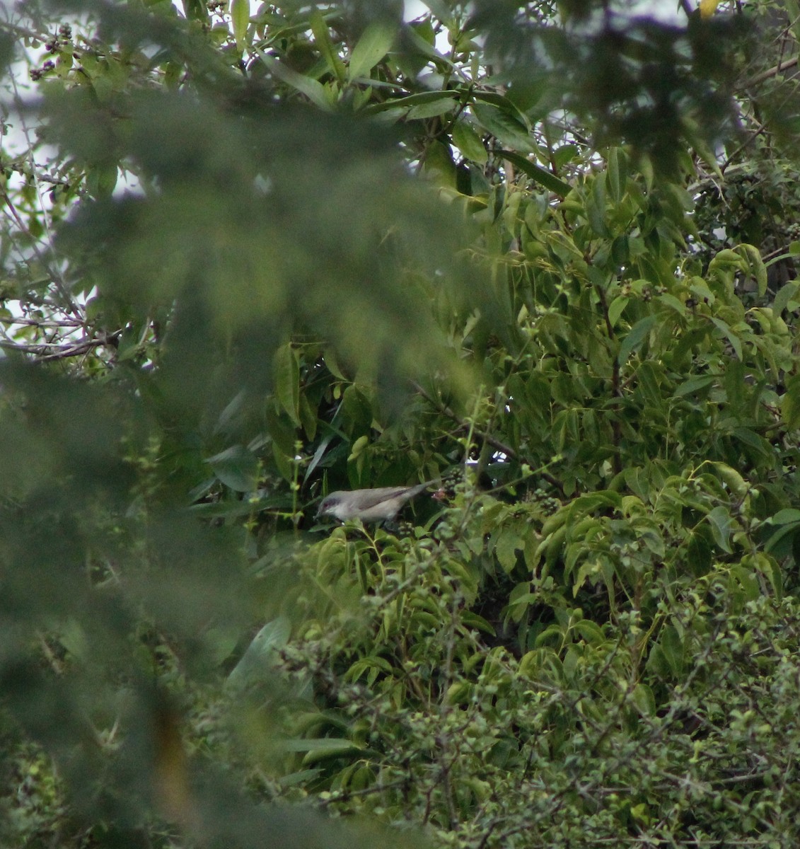 Lesser Whitethroat - ML279835191