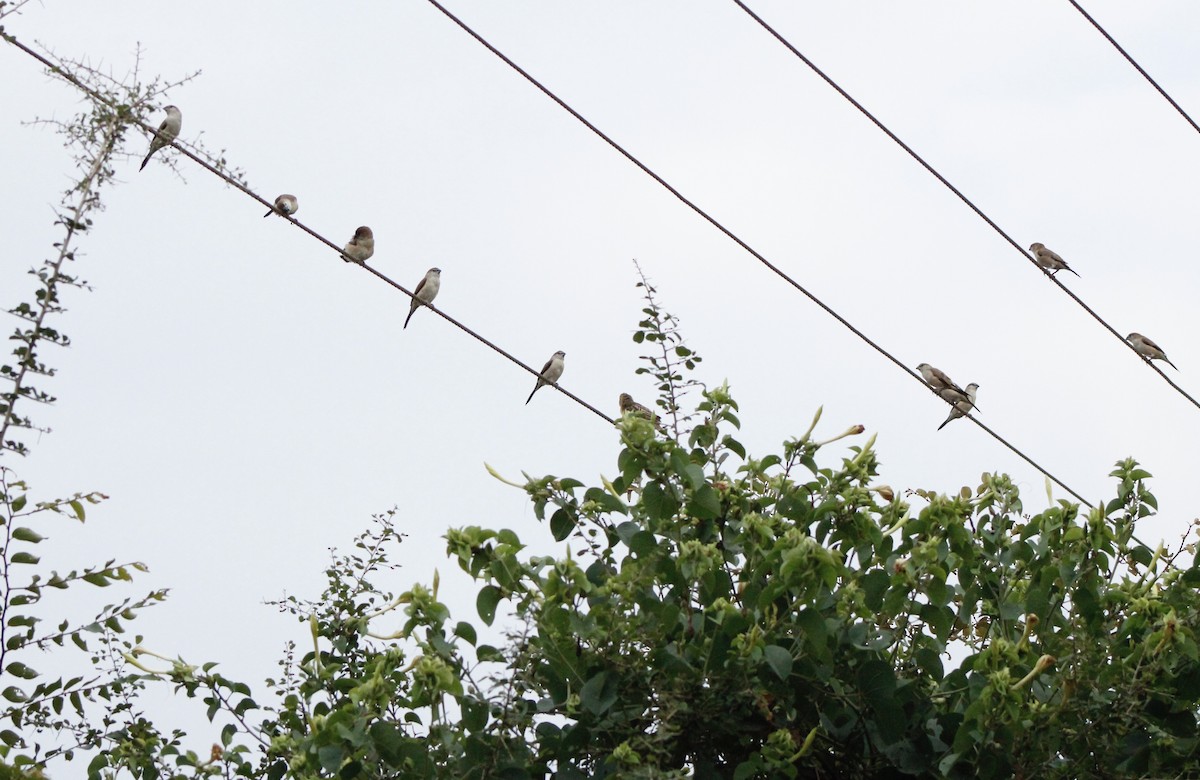 Indian Silverbill - ML279835251