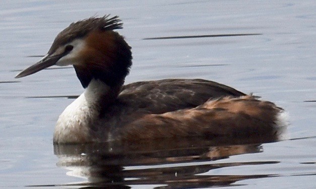 Great Crested Grebe - ML279835541