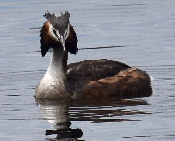Great Crested Grebe - ML279835571
