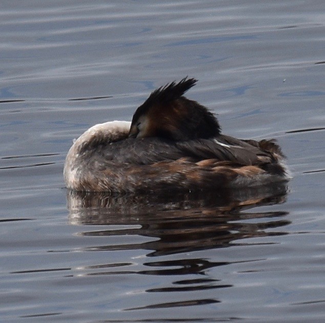 Great Crested Grebe - ML279835641