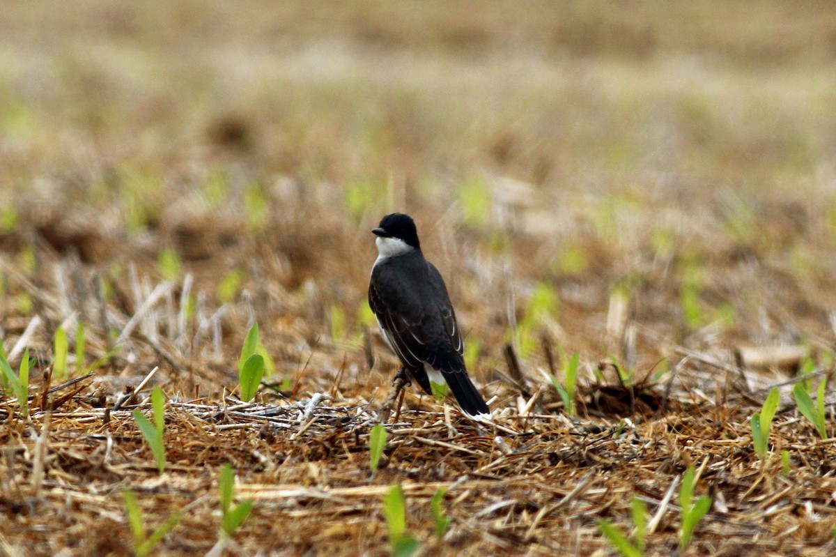 Eastern Kingbird - ML27983621