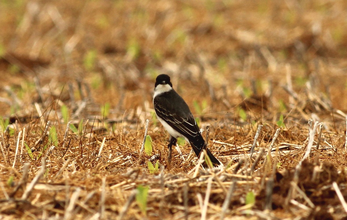Eastern Kingbird - ML27983631