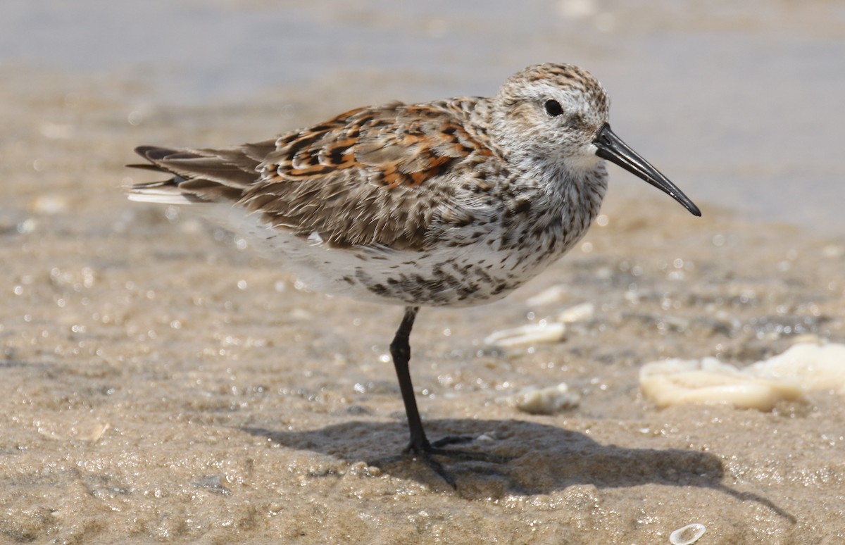 Dunlin - Dale Adams