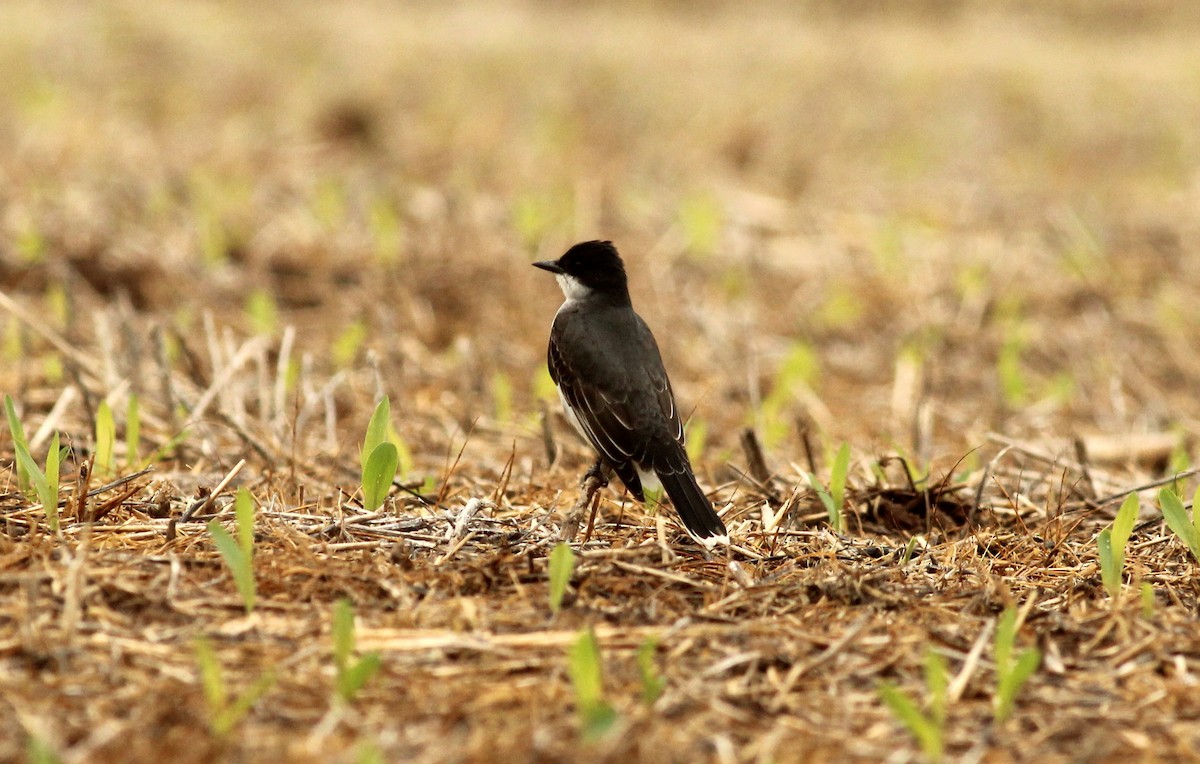 Eastern Kingbird - ML27983651
