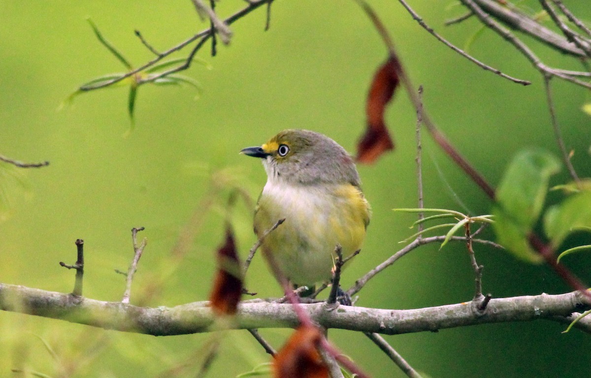 White-eyed Vireo - ML27983871