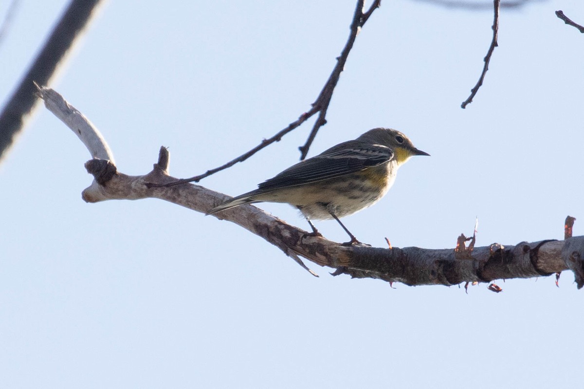 Kronenwaldsänger (Audubonwaldsänger) - ML279838811