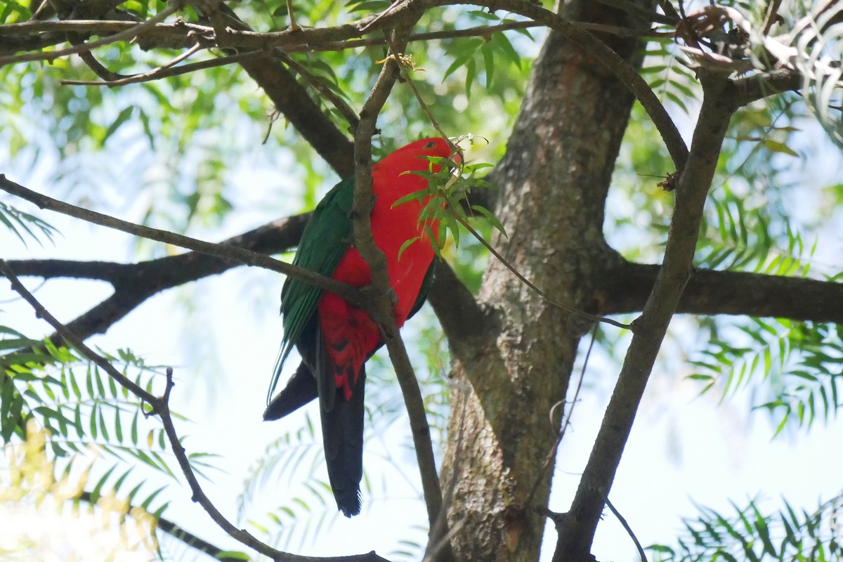 Australian King-Parrot - ML279839001