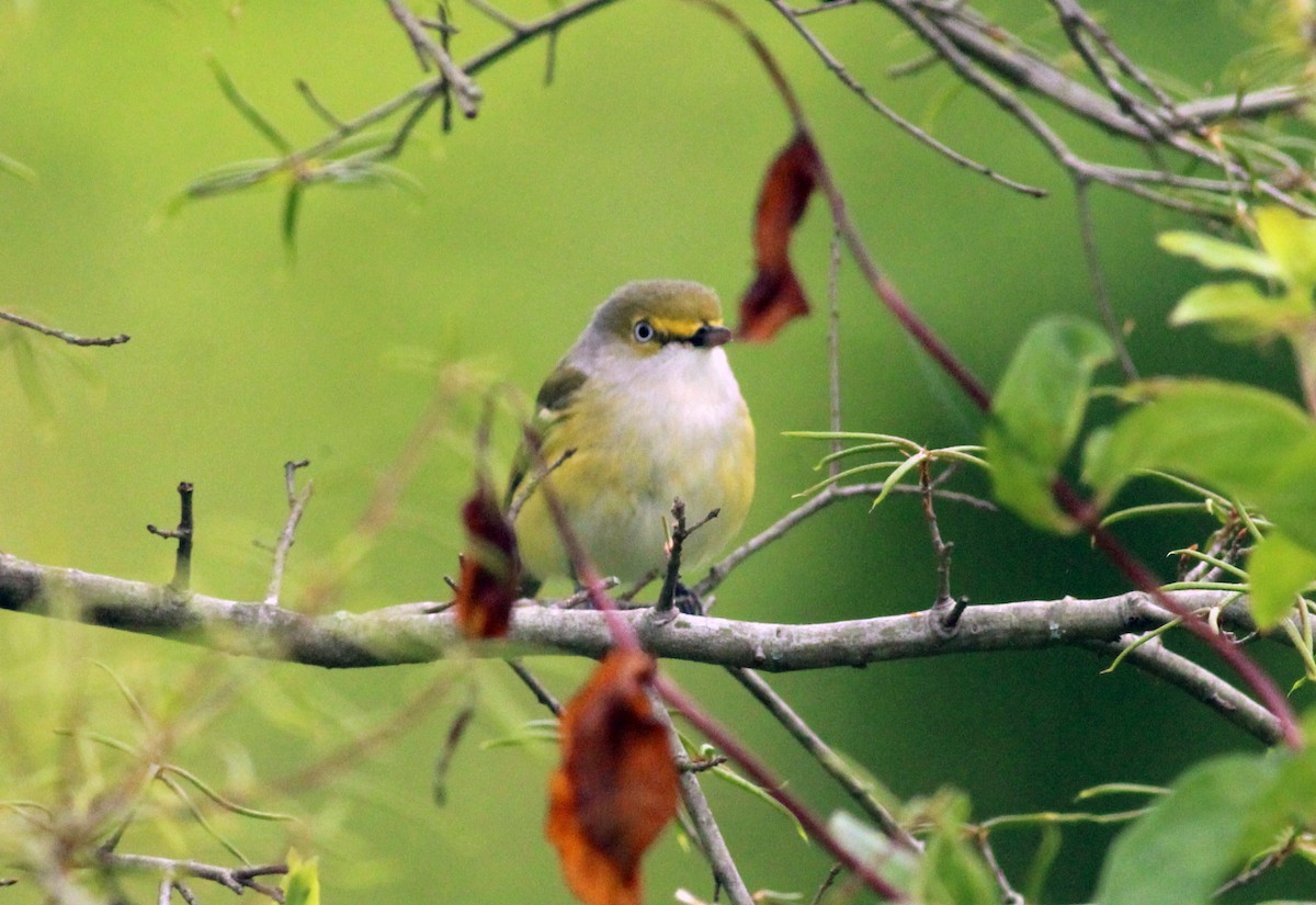 White-eyed Vireo - ML27983951
