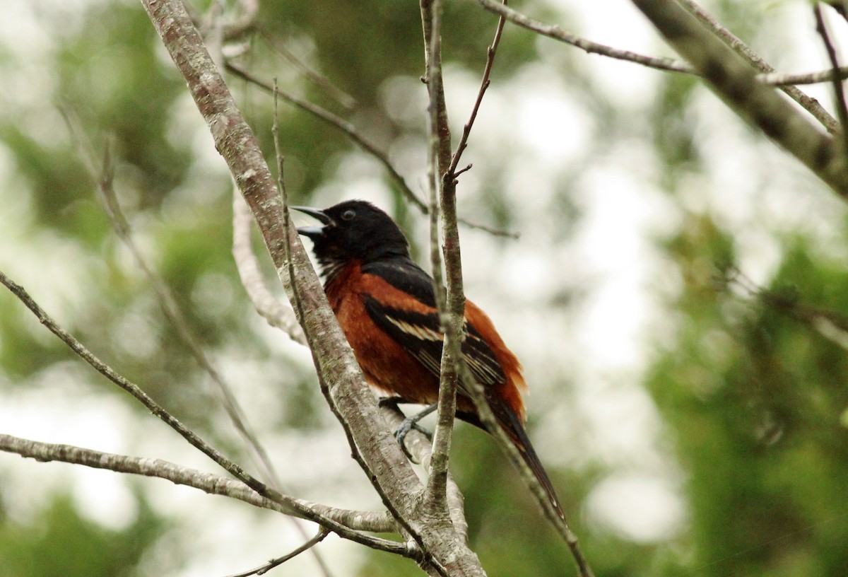Orchard Oriole - ML27984021