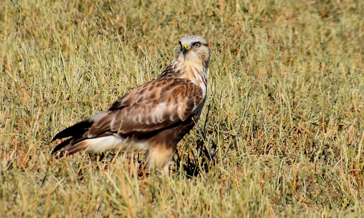 Rough-legged Hawk - ML279840881