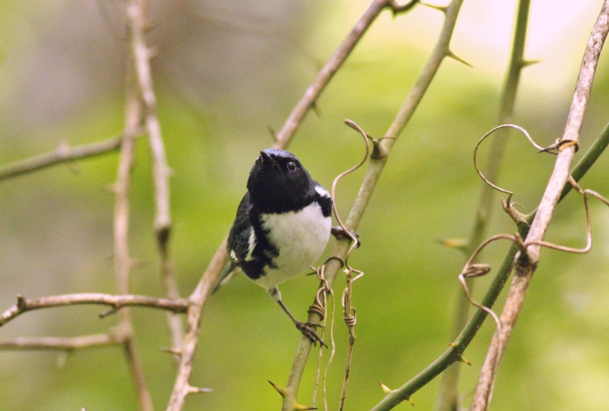 Black-throated Blue Warbler - ML27984281
