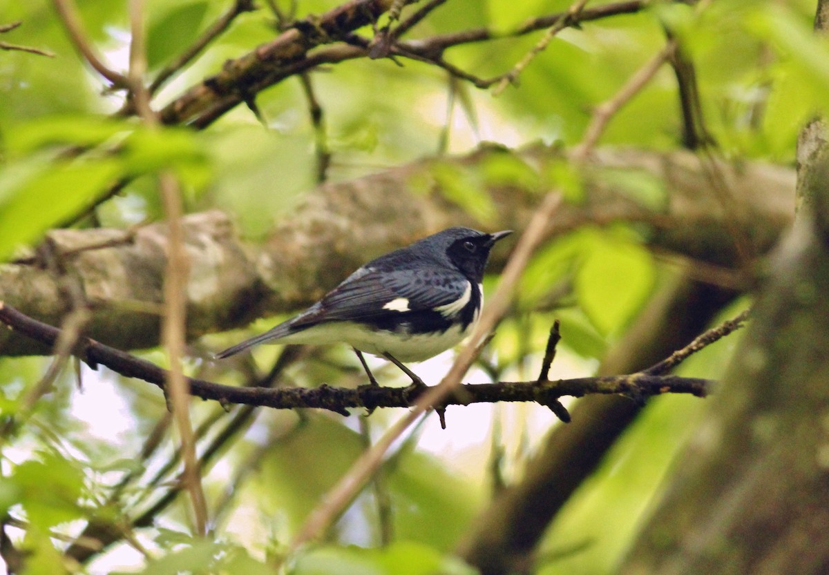 Black-throated Blue Warbler - ML27984371