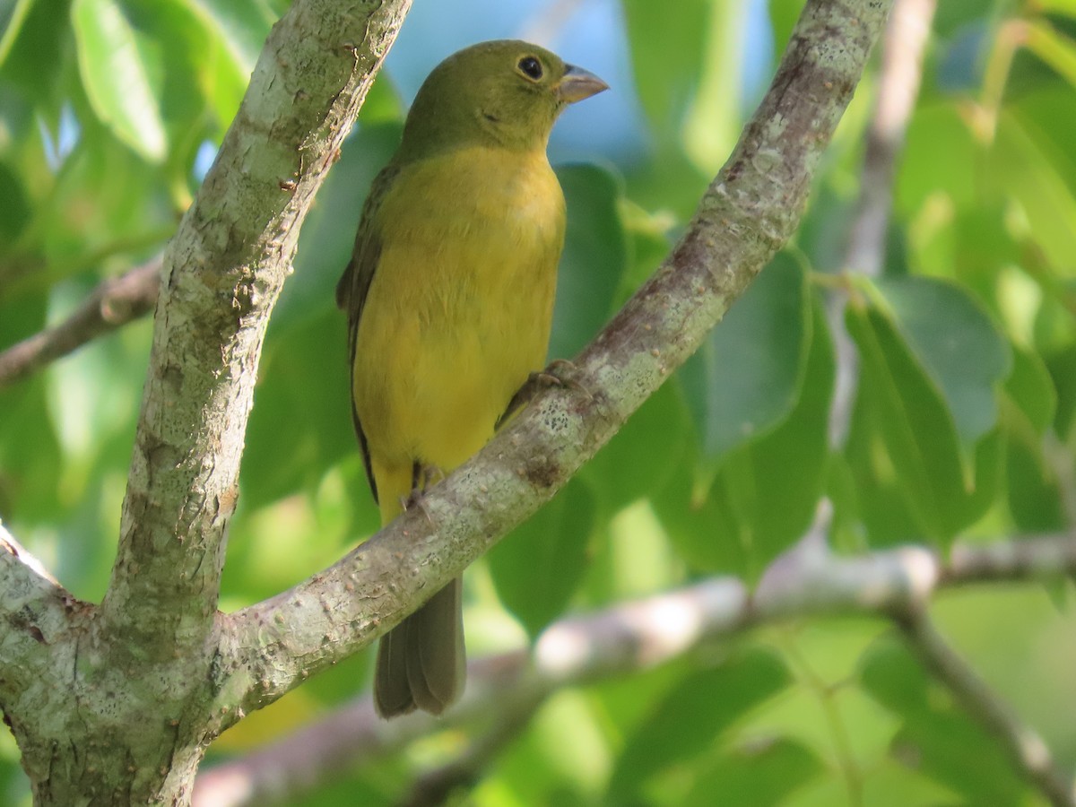 Painted Bunting - ML279843771