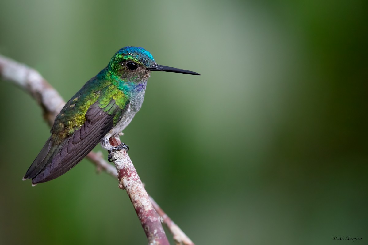 Charming Hummingbird - Dubi Shapiro