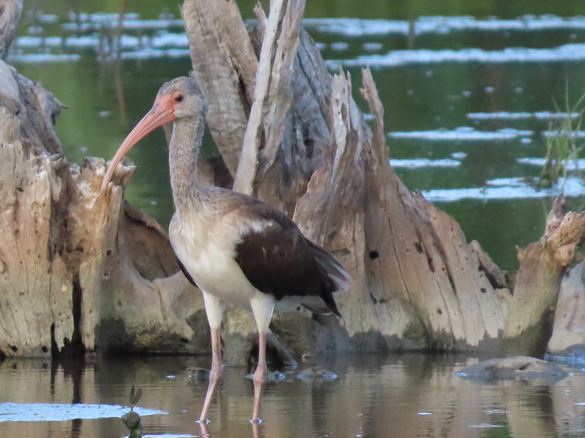 ibis bílý - ML279845001