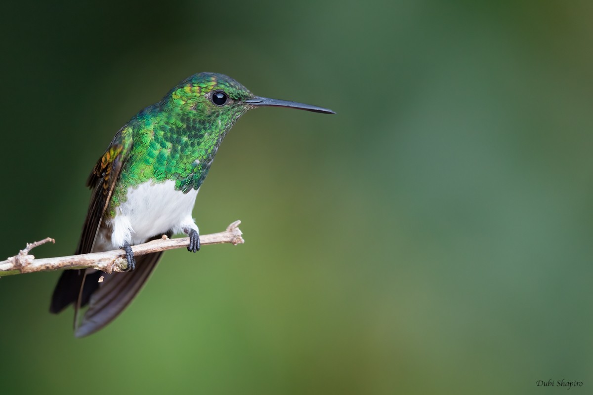 Snowy-bellied Hummingbird - Dubi Shapiro