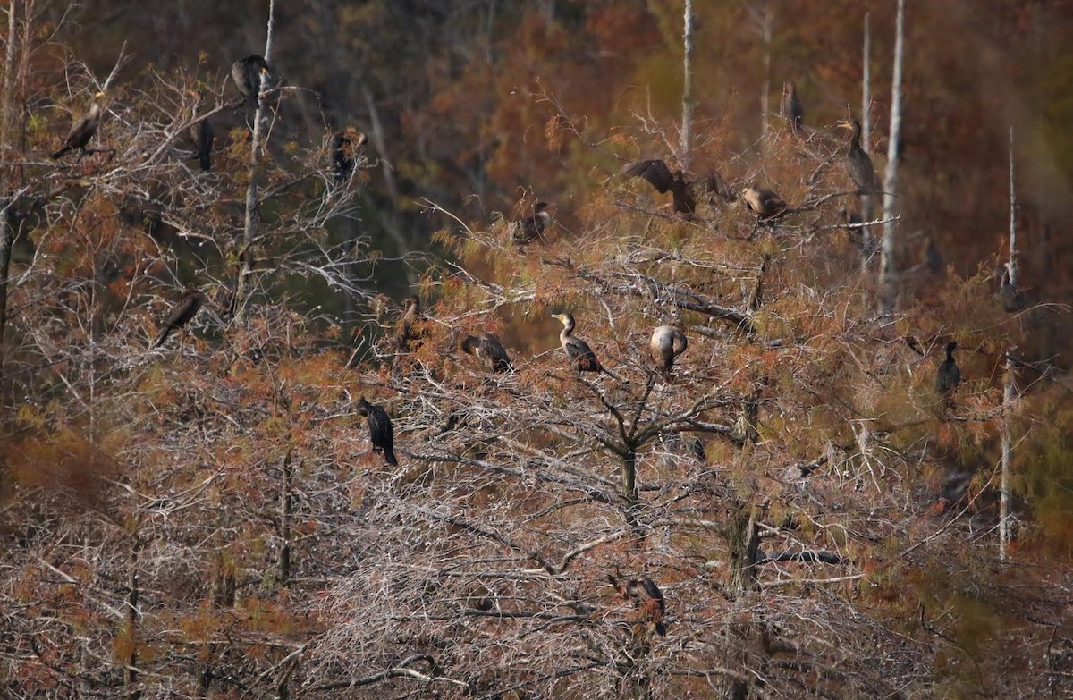 Double-crested Cormorant - ML279845651