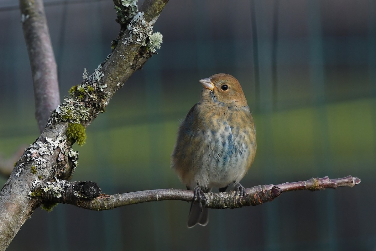 Indigo Bunting - Steve Heinl