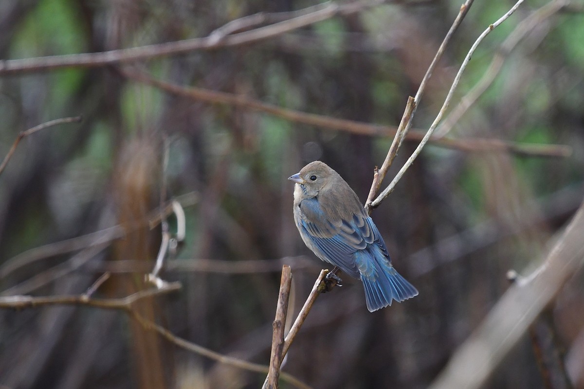 Indigo Bunting - Steve Heinl