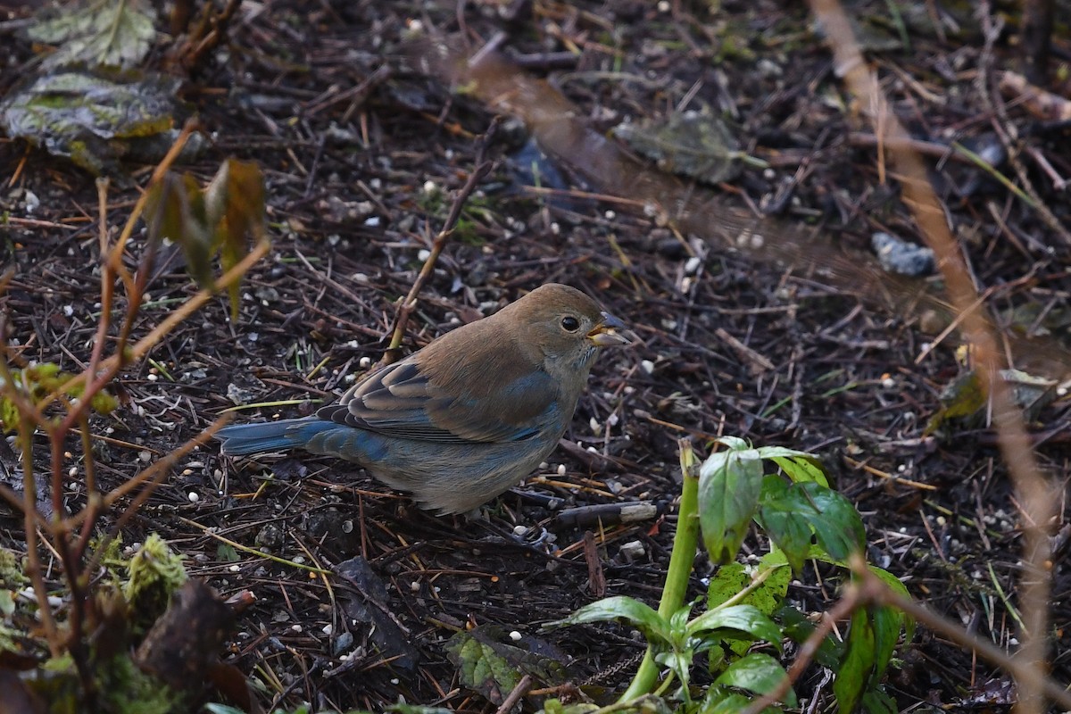 Indigo Bunting - ML279845971