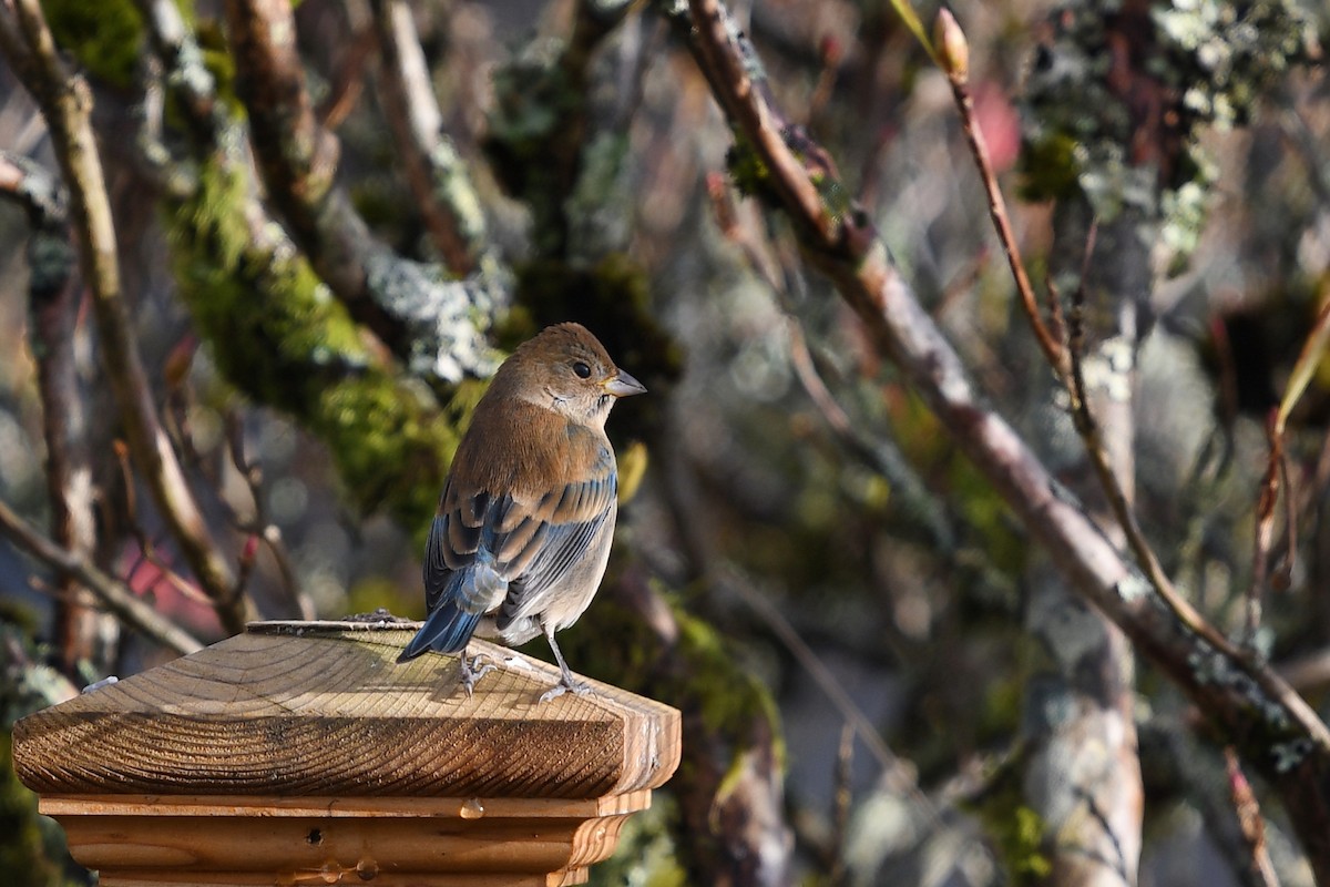 Indigo Bunting - Steve Heinl