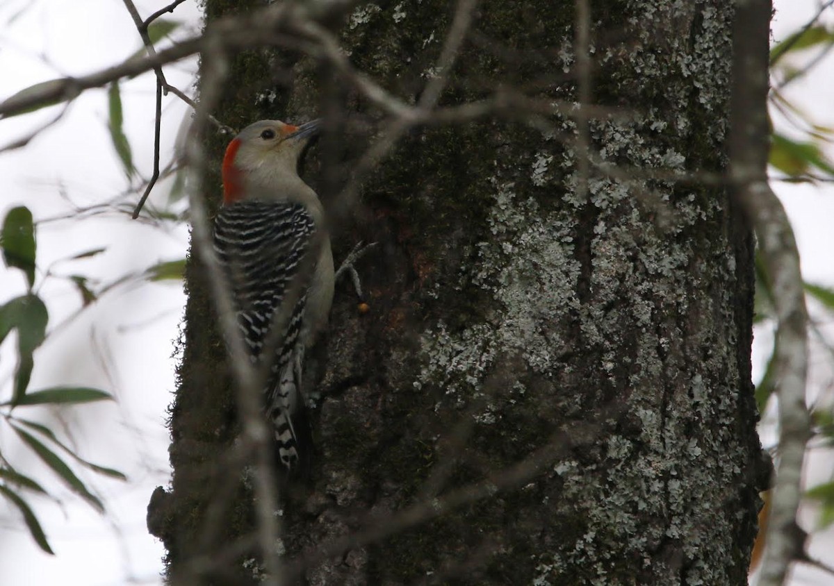 Red-bellied Woodpecker - Sarah Morris