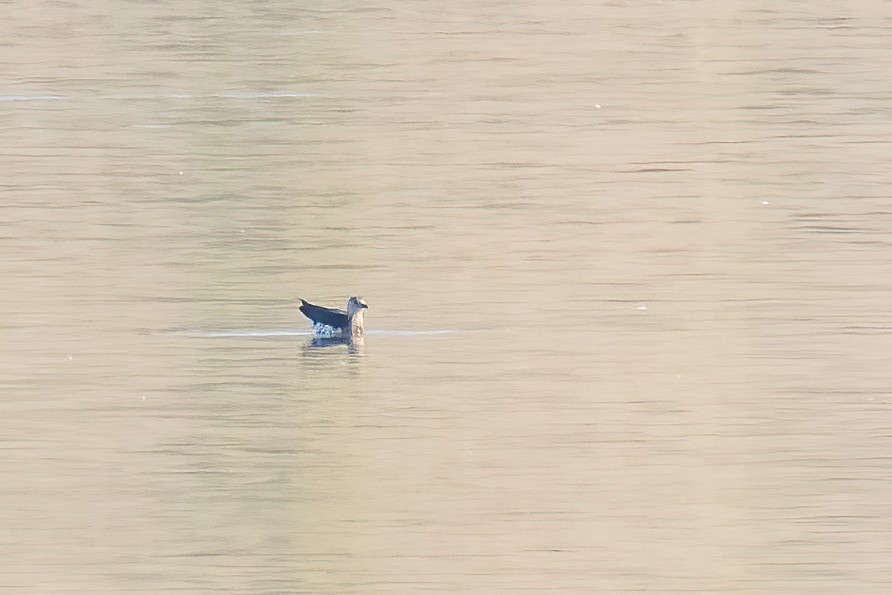 Long-tailed Jaeger - ML279847721