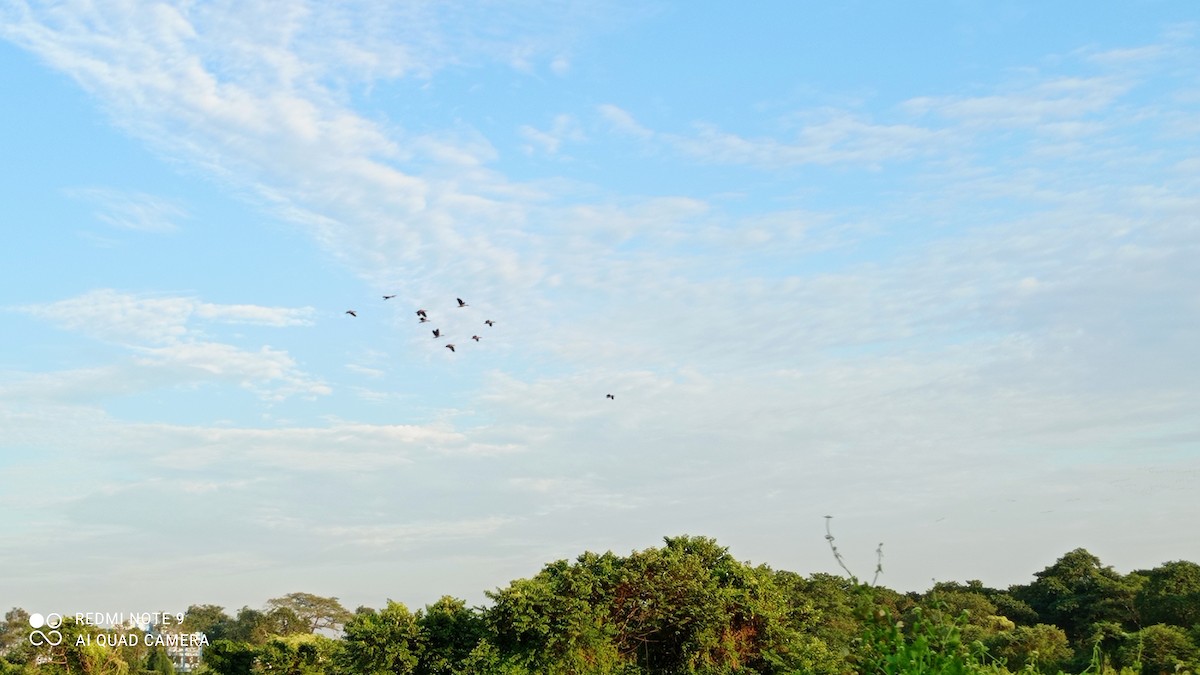 Lesser Whistling-Duck - Soumya Bandopadhyay