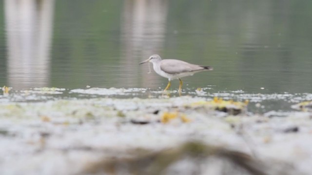 Gray-tailed Tattler - ML279848541