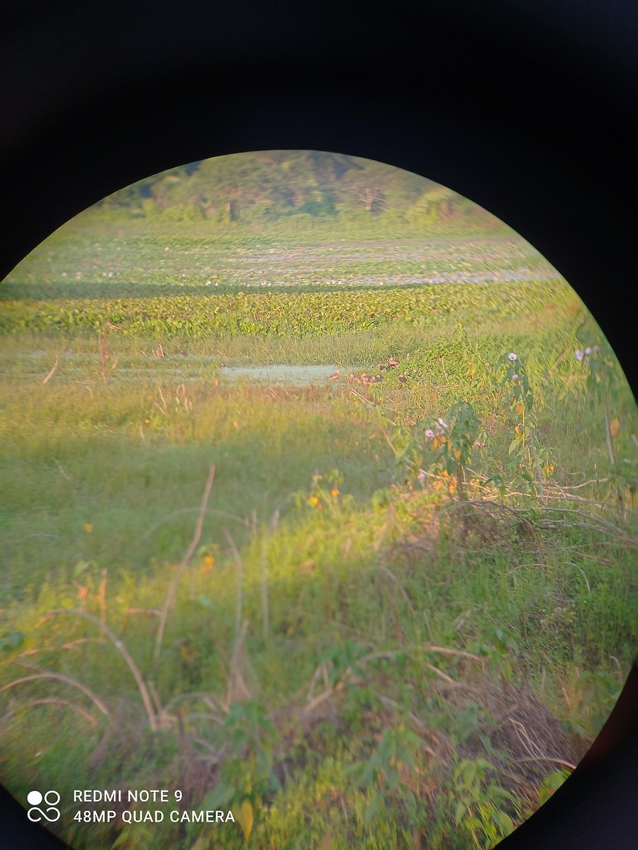 Lesser Whistling-Duck - ML279848711