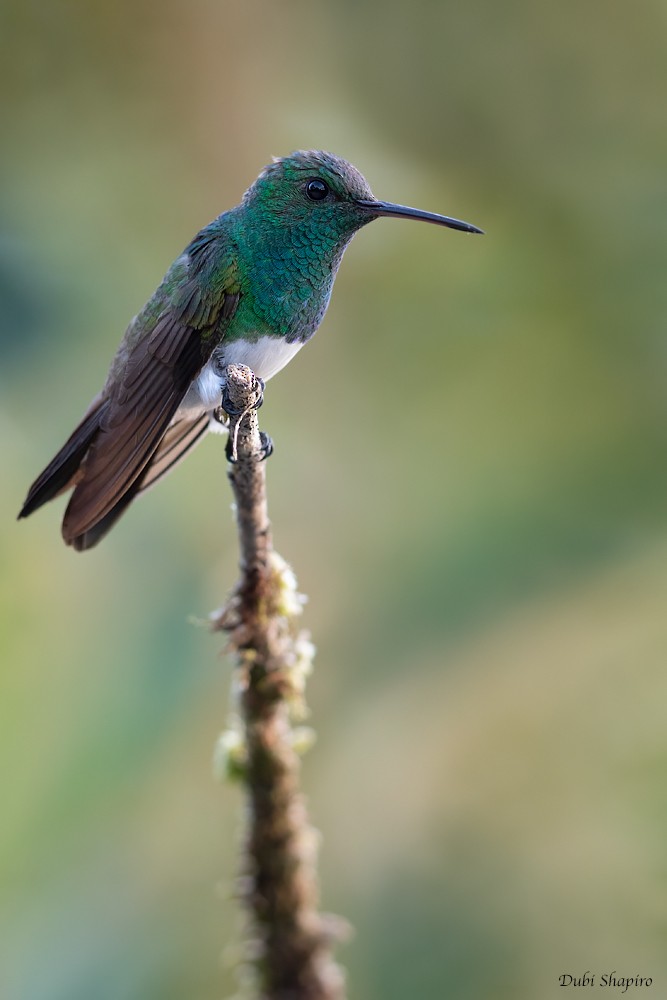 Snowy-bellied Hummingbird - Dubi Shapiro