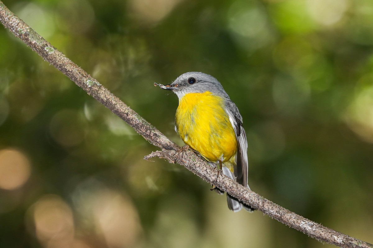 Eastern Yellow Robin - ML279853131